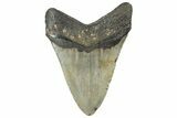 Serrated, Fossil Megalodon Tooth - North Carolina #299056-2